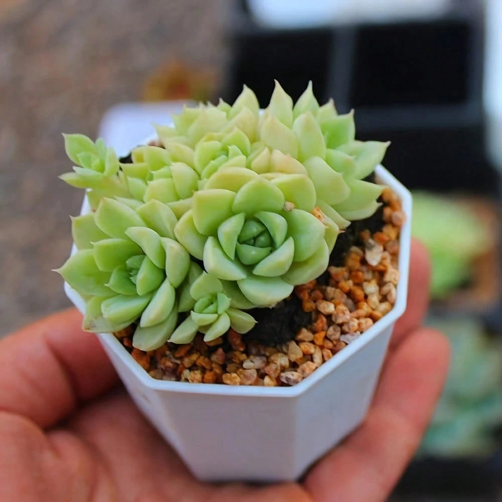 New 12pcs Mini Thickened Octagonal Succulent Pots Plastic Small Flower Pots Plant Seedling Pots Breathable Home Balcony Potted Plants